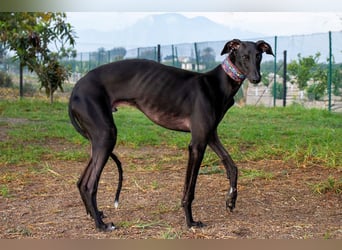 ❤️ ISLERO ❤️