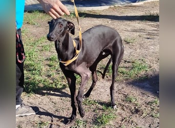 ❤️ ISERLO ❤️