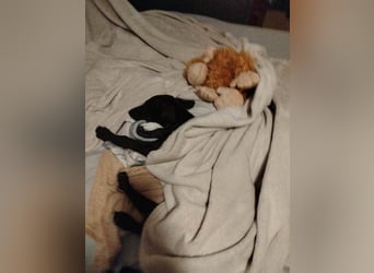 ❤️ BLACKY ❤️   ❗NOTFELLCHEN❗