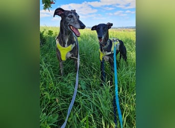 ❤️GRETEL❤️ Bereits auf Pflegestelle in Deutschland