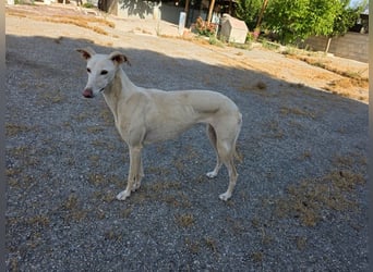 ❤️GRETA (Galgomädchen) sucht immer noch ihr neues Zuhause❤️