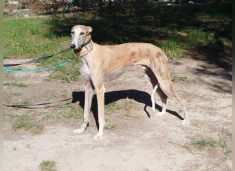 ❤️ FARAON ❤️ Bereits auf Pflegestelle in Deutschland