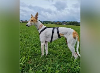 ❤️PAOLA❤️ Auf Pflegestelle in Deutschland