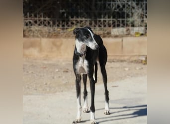 ❤️CATALEYA❤️