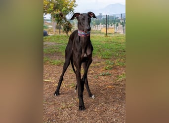 ❤️ ISLERO ❤️