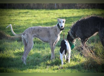 ❤️ FARAON ❤️ Bereits auf Pflegestelle in Deutschland