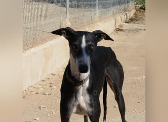 ❤️CATALEYA❤️