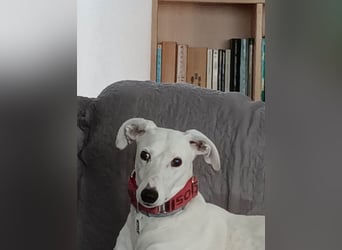 ❤️SONJA❤️    ❗NOTFALL ❗