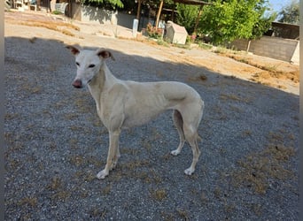 ❤️GRETA (Galgomädchen) sucht immer noch ihr neues Zuhause❤️