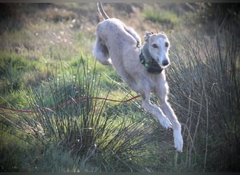 ❤️ FARAON ❤️ Bereits auf Pflegestelle in Deutschland