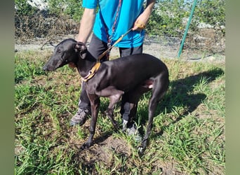 ❤️ ISERLO ❤️