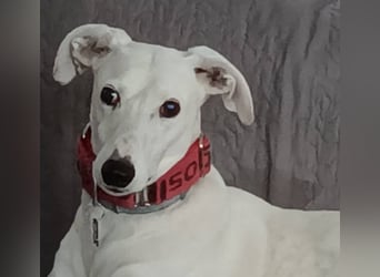❤️SONJA❤️    ❗NOTFALL ❗