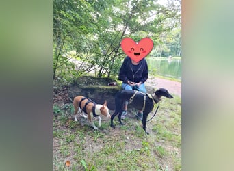 ❤️GRETEL❤️ Bereits auf Pflegestelle in Deutschland