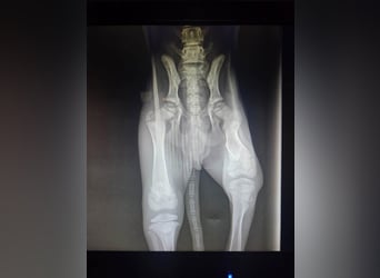 ❤️ BLACKY ❤️   ❗NOTFELLCHEN❗