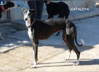 ❤️CATALEYA❤️