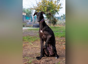 ❤️ ISLERO ❤️