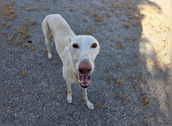 ❤️GRETA (Galgomädchen) sucht immer noch ihr neues Zuhause❤️