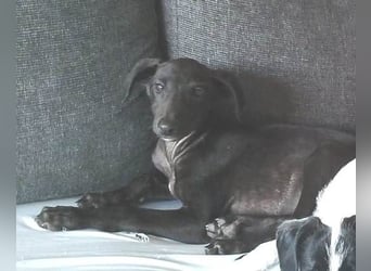 ❤️ BLACKY ❤️   ❗NOTFELLCHEN❗