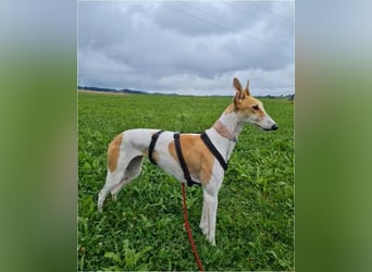 ❤️PAOLA❤️ Auf Pflegestelle in Deutschland
