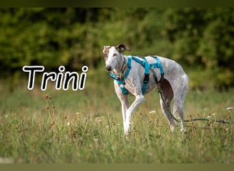 Wer möchte Trini einen sicheren Platz für immer schenken?