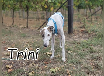 Wer möchte Trini einen sicheren Platz für immer schenken?