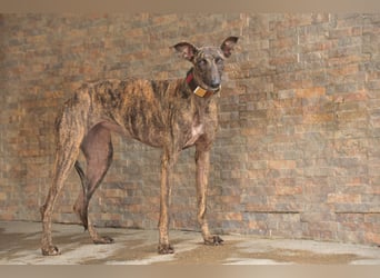 Darf Nani bei dir ankommen und mit dir die Zukunft teilen?