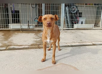 Flora (CO) wunderschöne Maus sucht ihre Familie