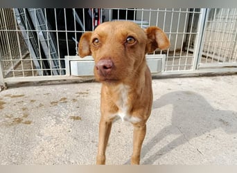 Flora (CO) wunderschöne Maus sucht ihre Familie