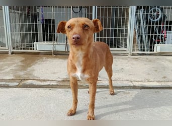 Flora (CO) wunderschöne Maus sucht ihre Familie