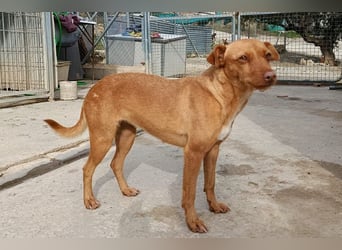 Flora (CO) wunderschöne Maus sucht ihre Familie