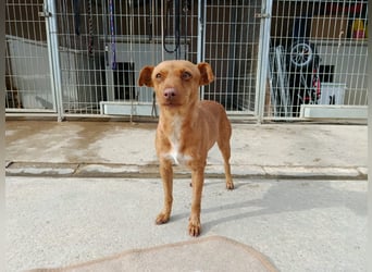 Flora (CO) wunderschöne Maus sucht ihre Familie