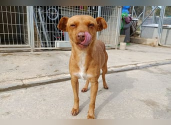 Flora (CO) wunderschöne Maus sucht ihre Familie