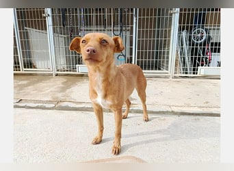 Flora (CO) wunderschöne Maus sucht ihre Familie