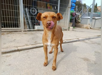 Flora (CO) wunderschöne Maus sucht ihre Familie