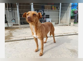 Flora (CO) wunderschöne Maus sucht ihre Familie