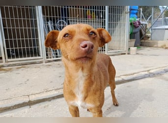 Flora (CO) wunderschöne Maus sucht ihre Familie