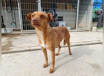 Flora (CO) wunderschöne Maus sucht ihre Familie