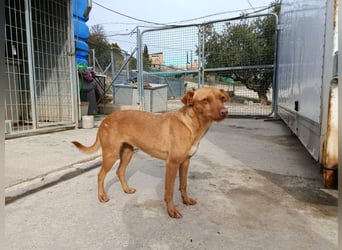 Flora (CO) wunderschöne Maus sucht ihre Familie