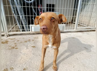 Flora (CO) wunderschöne Maus sucht ihre Familie