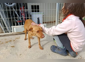 Flora (CO) wunderschöne Maus sucht ihre Familie