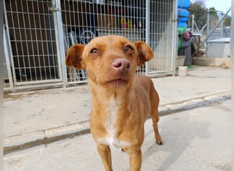 Flora (CO) wunderschöne Maus sucht ihre Familie