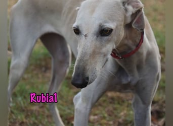 Rubia1 geb. 04/2024 (in Deutschland) - elegante und sanfte Traumgalga!