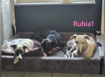 Rubia1 geb. 04/2024 (in Deutschland) - elegante und sanfte Traumgalga!