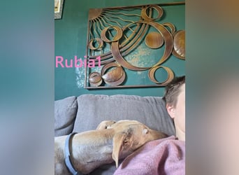 Rubia1 geb. 04/2024 (in Deutschland) - elegante und sanfte Traumgalga!