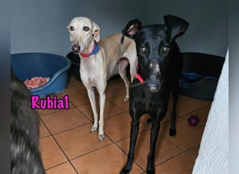 Rubia1 geb. 04/2024 (in Deutschland) - elegante und sanfte Traumgalga!