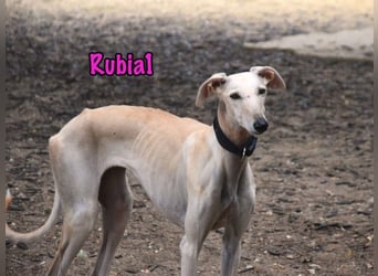 Rubia1 geb. 04/2024 (in Deutschland) - elegante und sanfte Traumgalga!