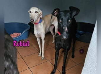 Rubia1 geb. 04/2024 (in Deutschland) - elegante und sanfte Traumgalga!