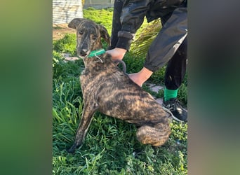 Boli -Junger gestromter Schönling sucht Geborgenheit, Nähe und Abenteuer