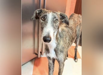 Lucas, ein Rauhaar Galgo sucht seine Menschen