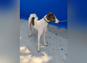 Valentina - junge Galgo-Hündin sucht ihr Zuhause